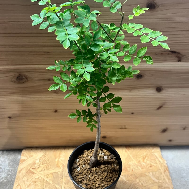 オペルクリカリア　ボレアリス 5cbb904317deb2c1a357477e7b2207