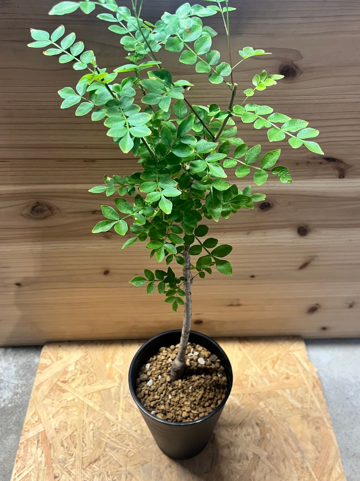 オペルクリカリア ボレアリス | GREEN LUCK