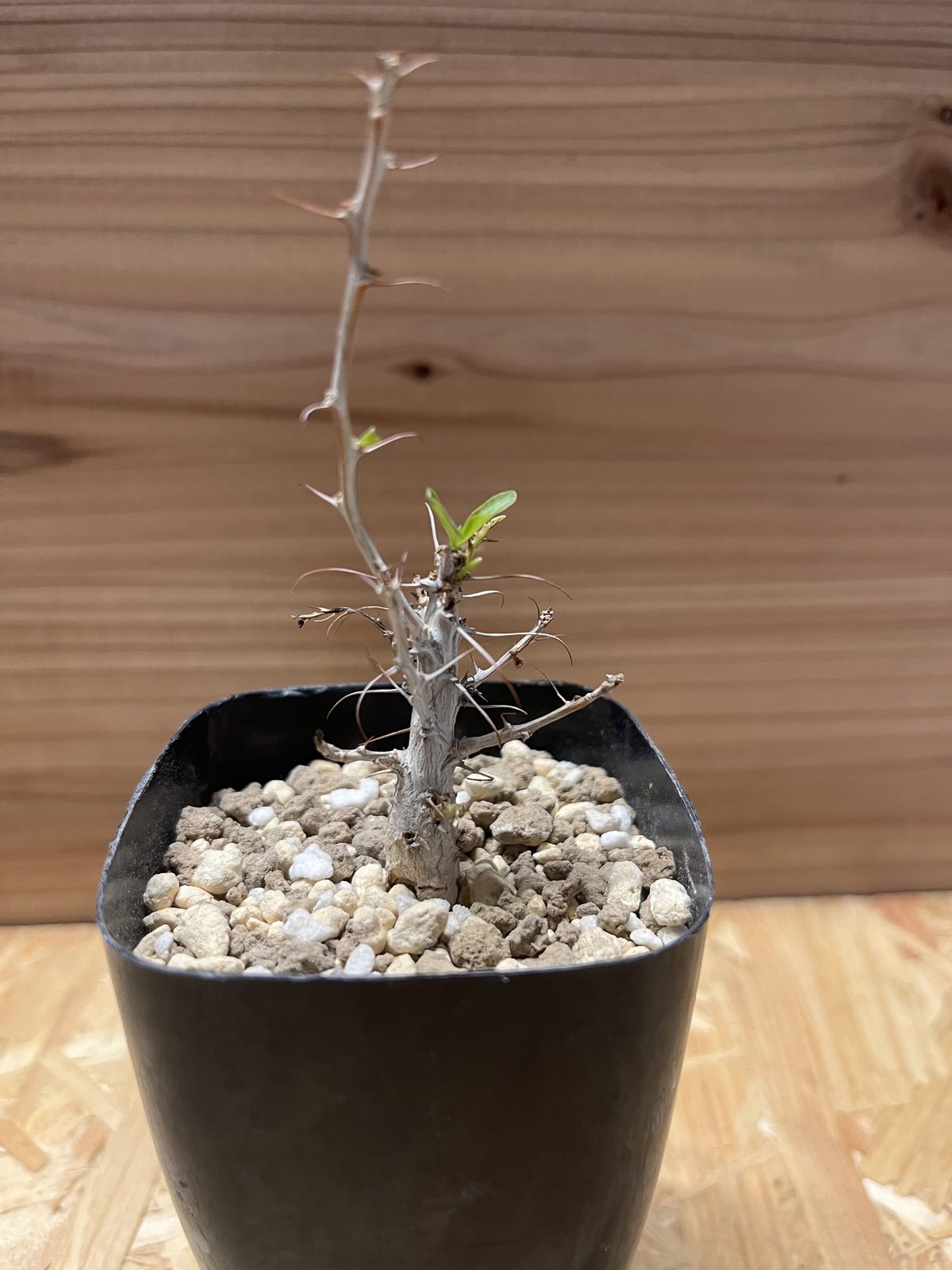 フォークイエリア コルムナリス 観峰玉 | GREEN LUCK