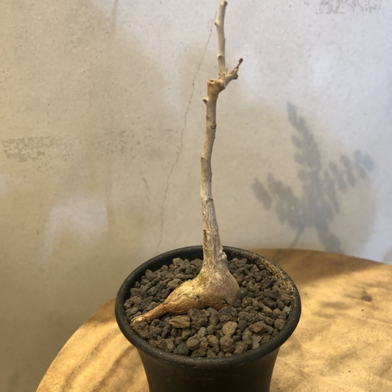 パキコルムス ディスカラー 象の木 | GREEN LUCK