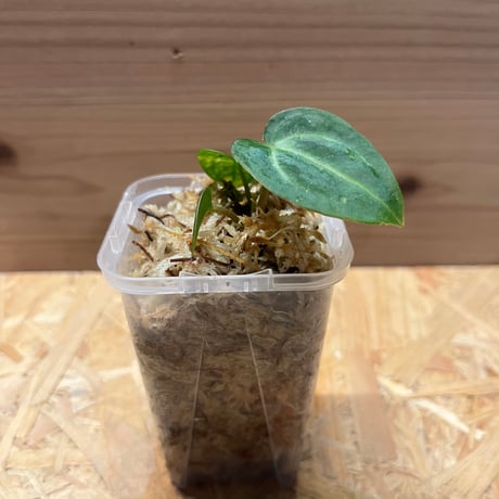 anthurium | STORES