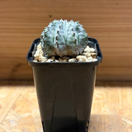 ユーフォルビア | STORES