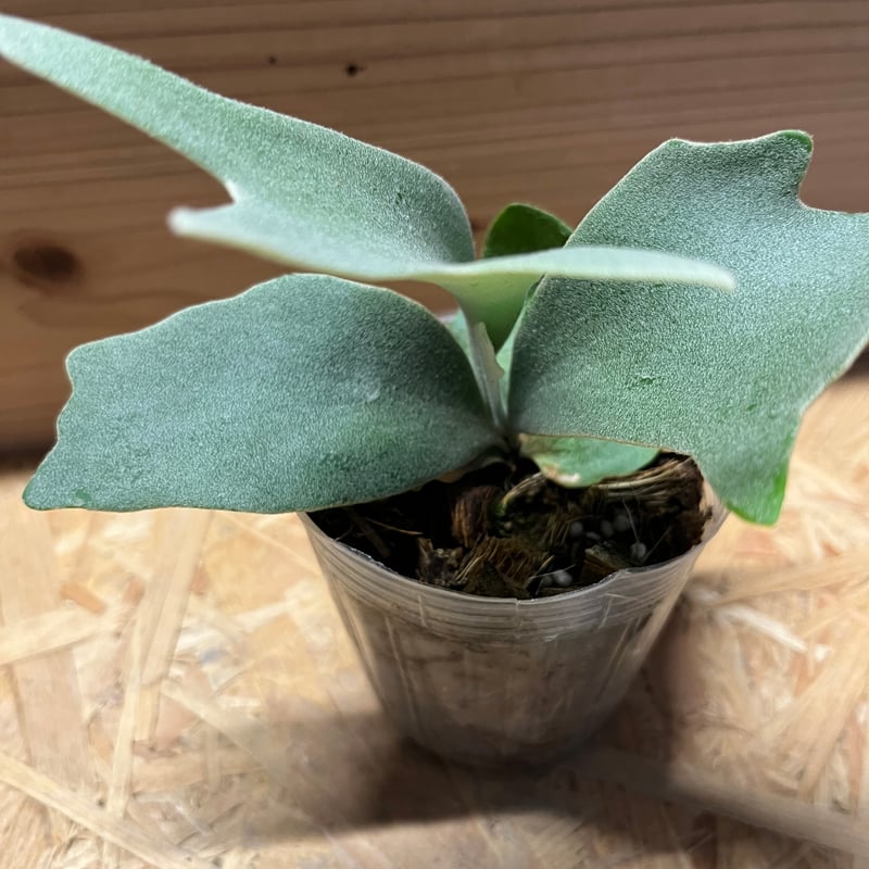 ビカクシダ ウィリンキー バリ | GREEN LUCK