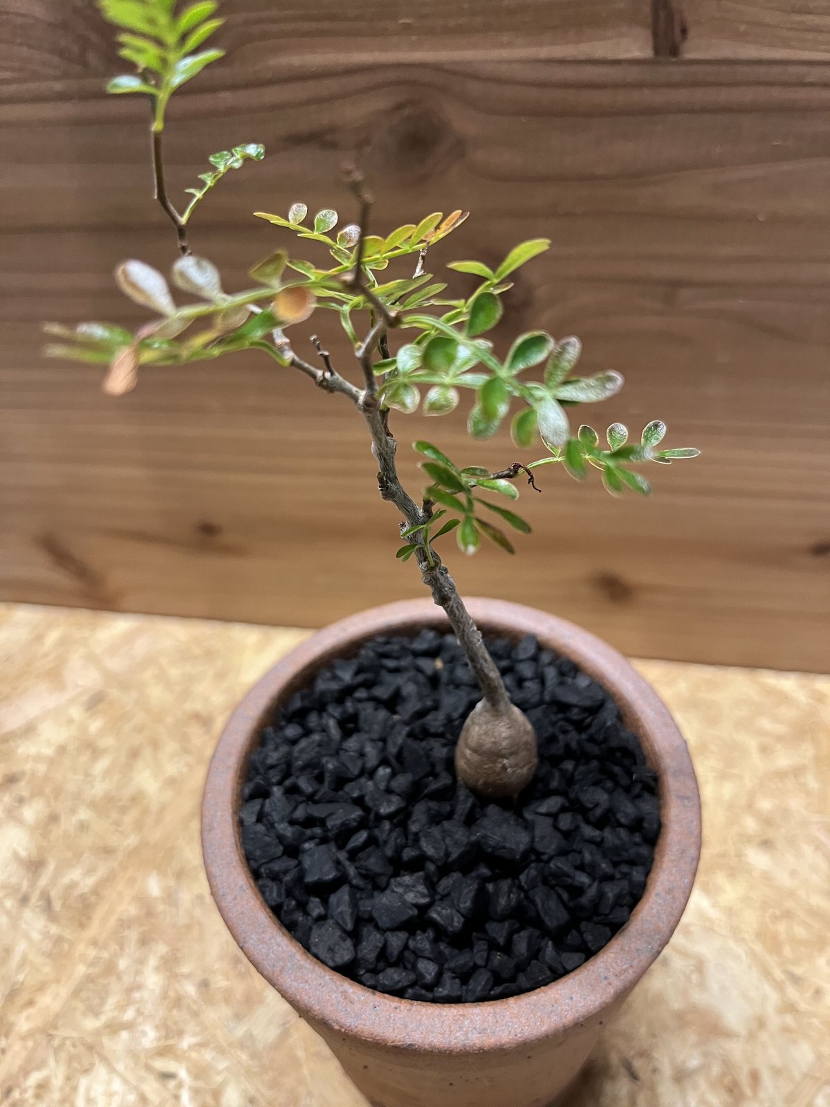 オペルクリカリア パキプス 現地球✖️SRL伝市鉢 オペルクリカリア パキプス 現地球✖️SRL伝市鉢 オペルクリ