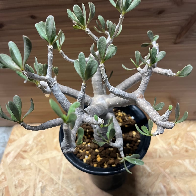 オトンナ フルカタ | GREEN LUCK