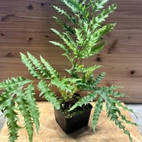 little crown spore select リトルクラウン ビカクシダ リトルクラウン スポアセレクト | GREEN LUCK