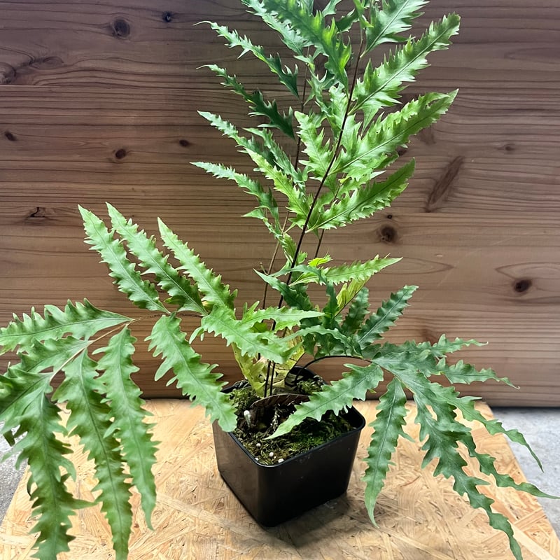 ドリナリア フロリダ 吊り シダ ドリナリア フロリダ | GREEN LUCK