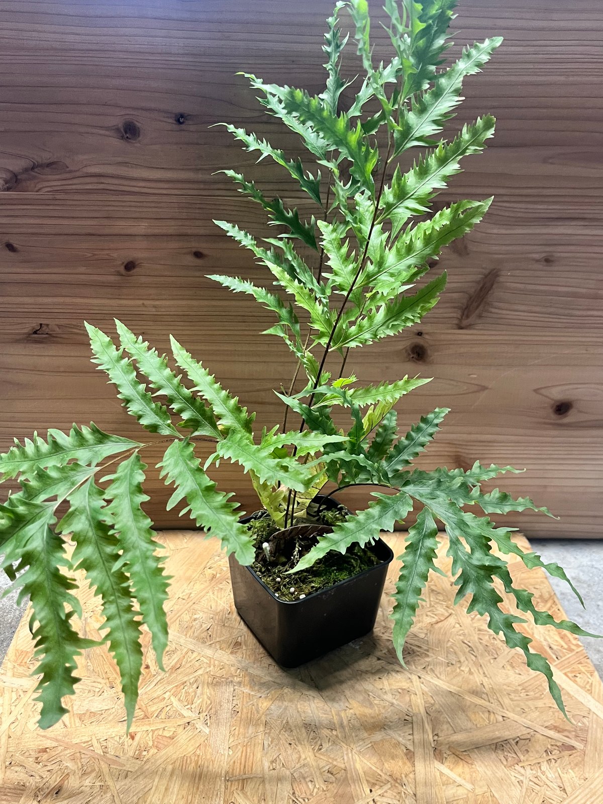 ドリナリア　フロリダ ドリナリア フロリダ | GREEN LUCK