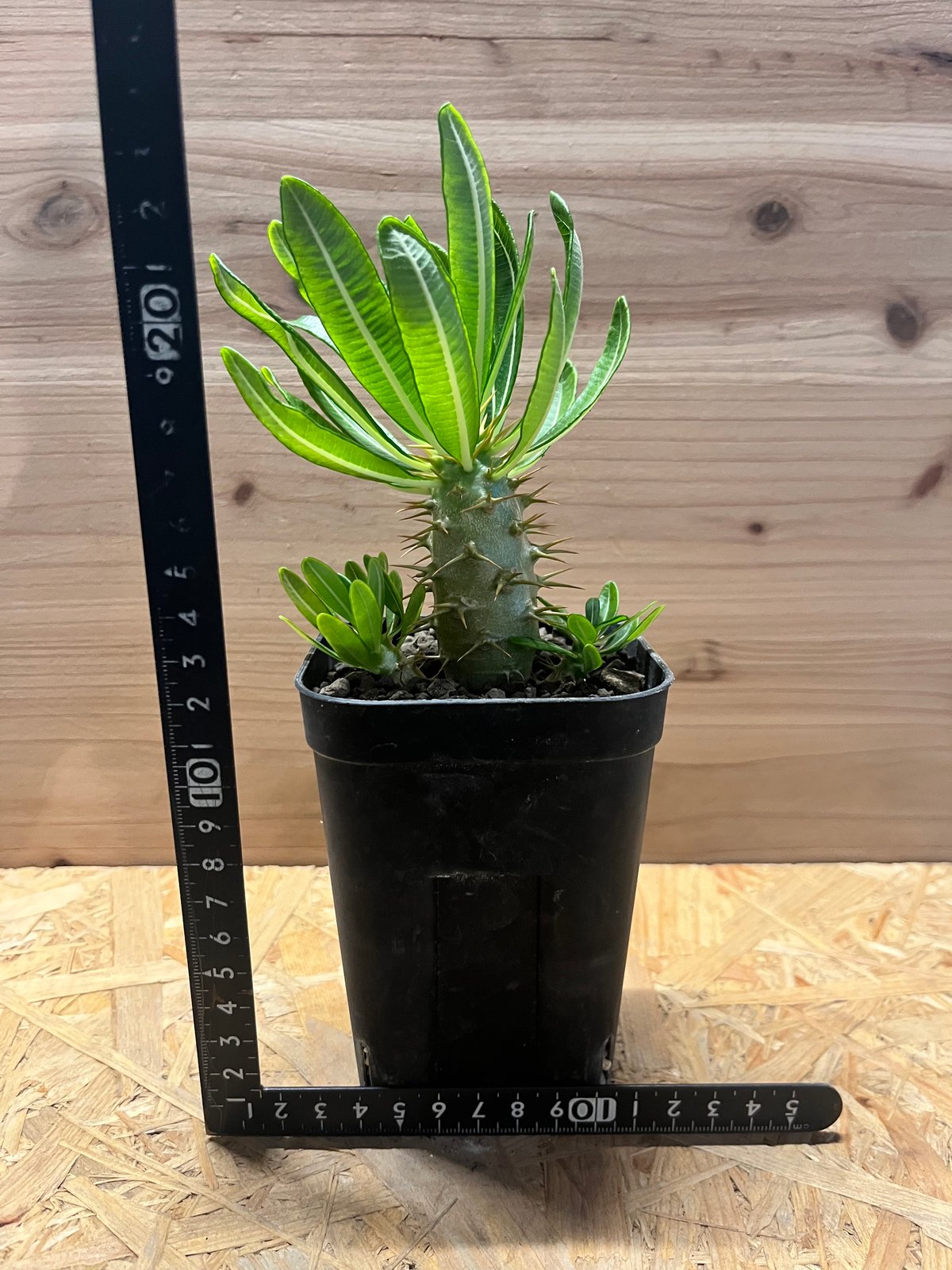 パキポディウム アンボンゲンセ 多頭株 | GREEN LUCK