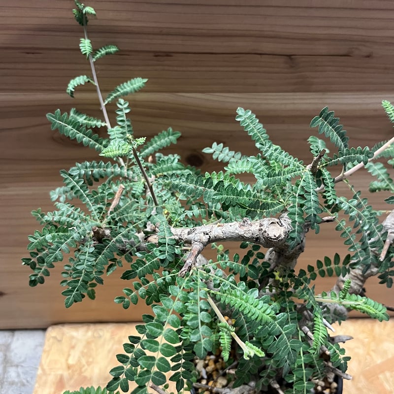 ボスウェリア ネグレクタ | GREEN LUCK