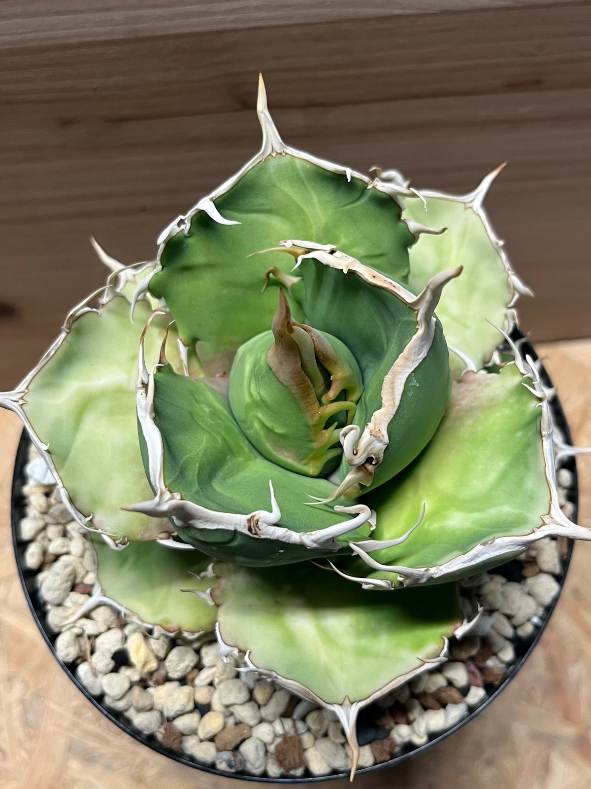 アガベ　チタノタ　毒刺G 子株　毒刺 Agave Titanota 毒刺NB 毒刺の親株（2枚目）を見る限りブツブツ