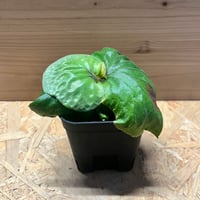 アンスリウム　NO ID アンスリウム NO ID | GREEN LUCK