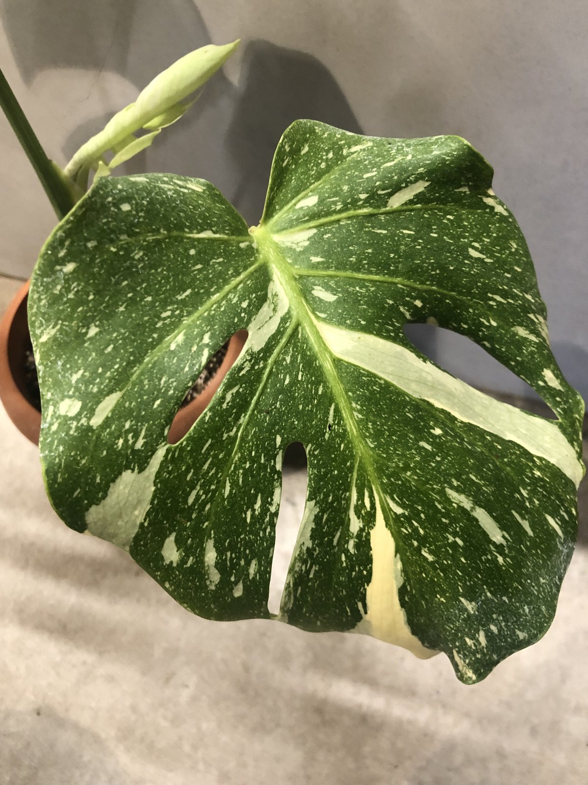 斑入りモンステラ イエローモンスター | GREEN LUCK