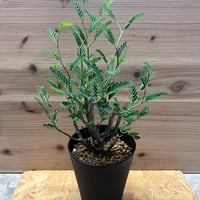 パキポディウム ドラケイ 美形 レア品種 fit=scale-down,w=1200
