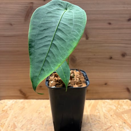 アンスリウム | STORES