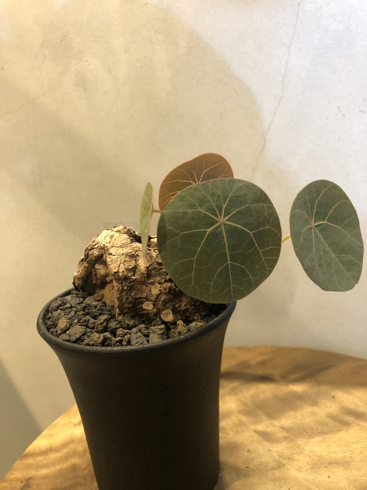 ステファニア kaweesakii （sp.Nova） | GREEN LUCK