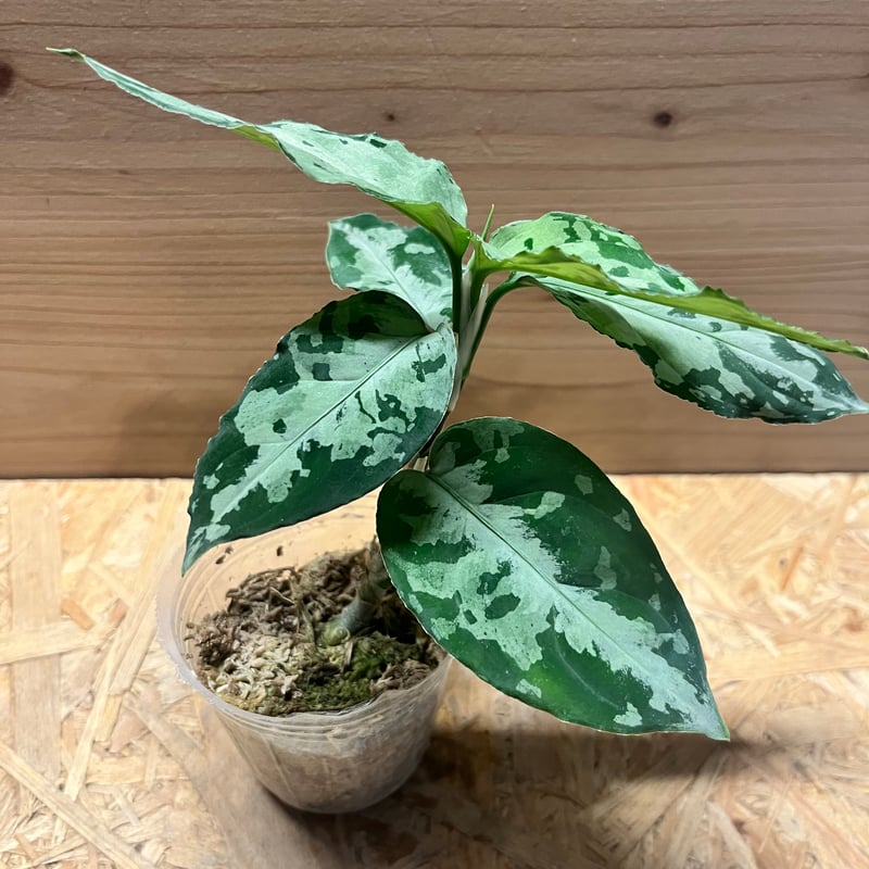 アグラオネマ ピクタム トリカラー 'ブラック' | GREEN LUCK