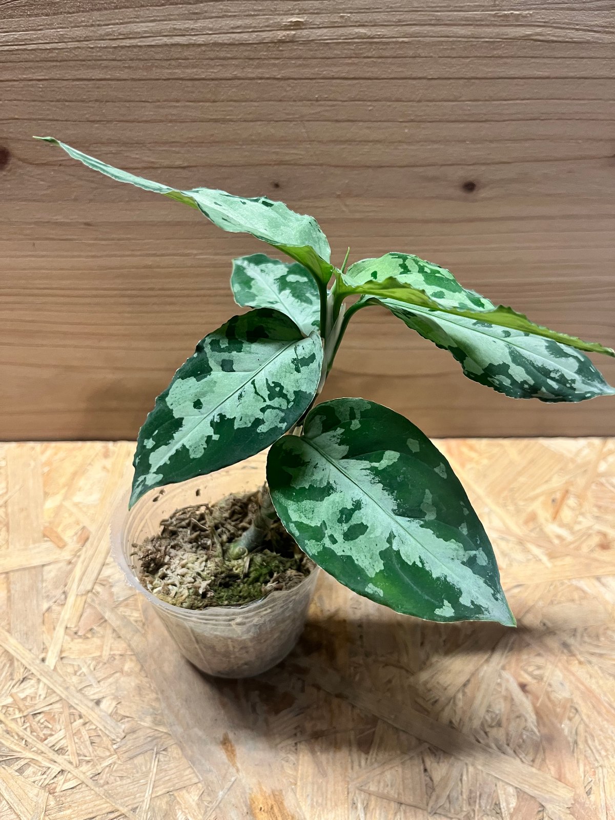 アグラオネマ ピクタム トリカラー 'ブラック' | GREEN LUCK