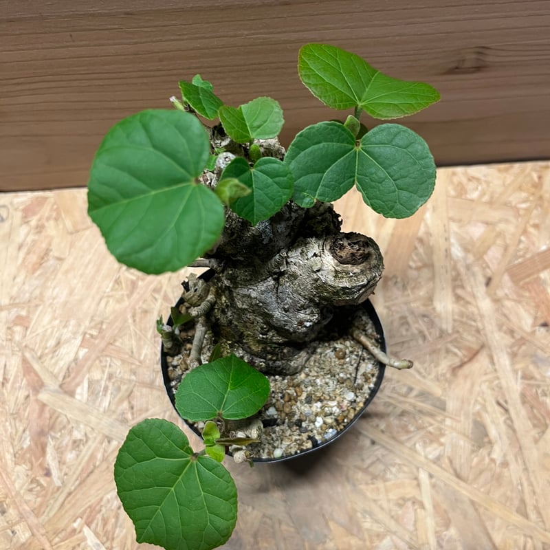 オオハマボウ | GREEN LUCK