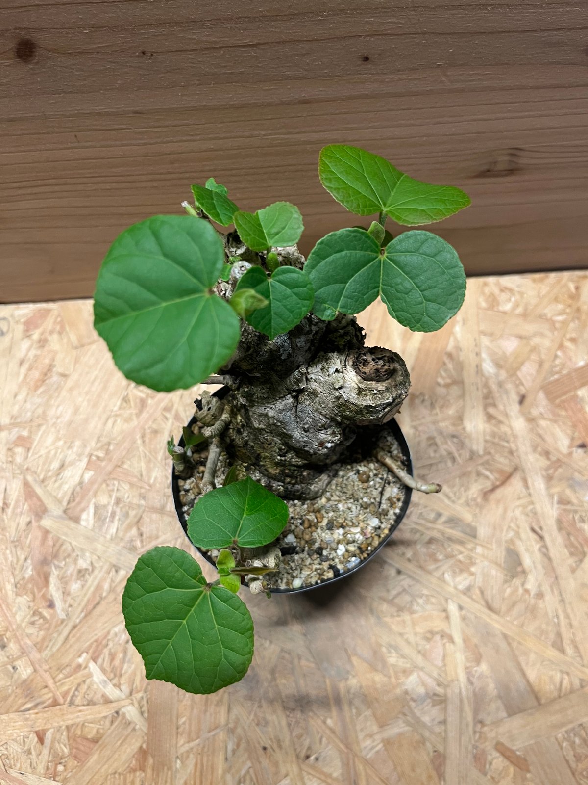 オオハマボウ | GREEN LUCK