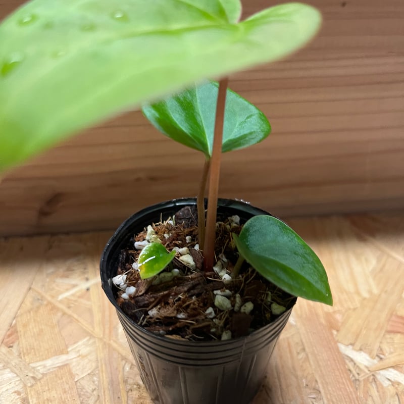 アンスリウム ハイブリッド aff.Besseae×Magnificum Verde | GR