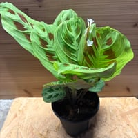 176 queremalense クエレマレンセ　アンスリウム アンスリウム クエレマレンセ | GREEN LUCK その他観葉植物