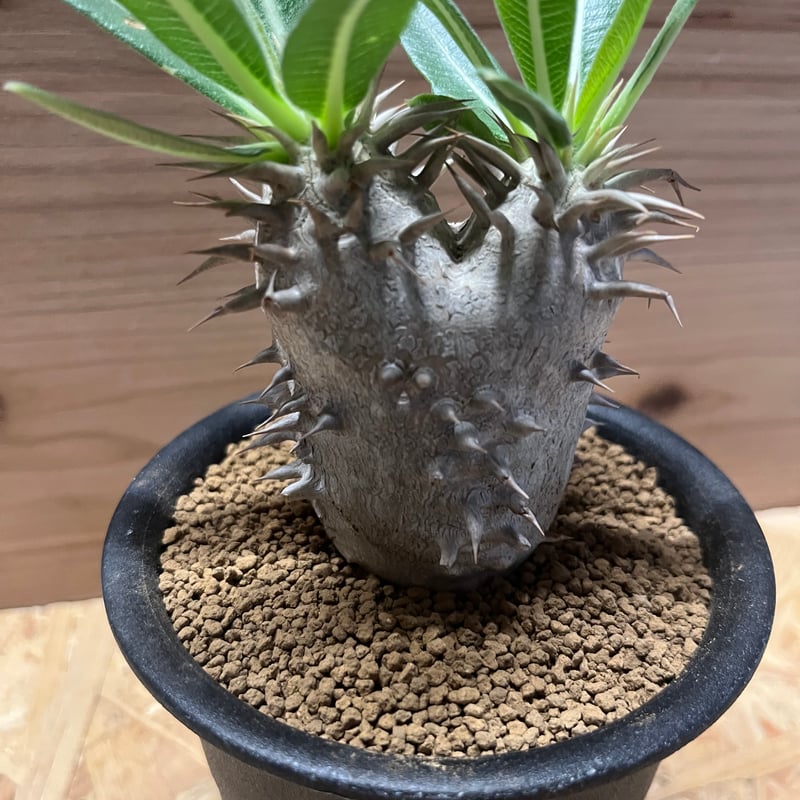 パキポディウム エブレネウム | GREEN LUCK