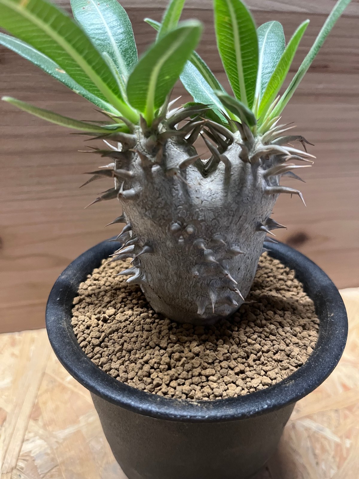 パキポディウム エブレネウム | GREEN LUCK