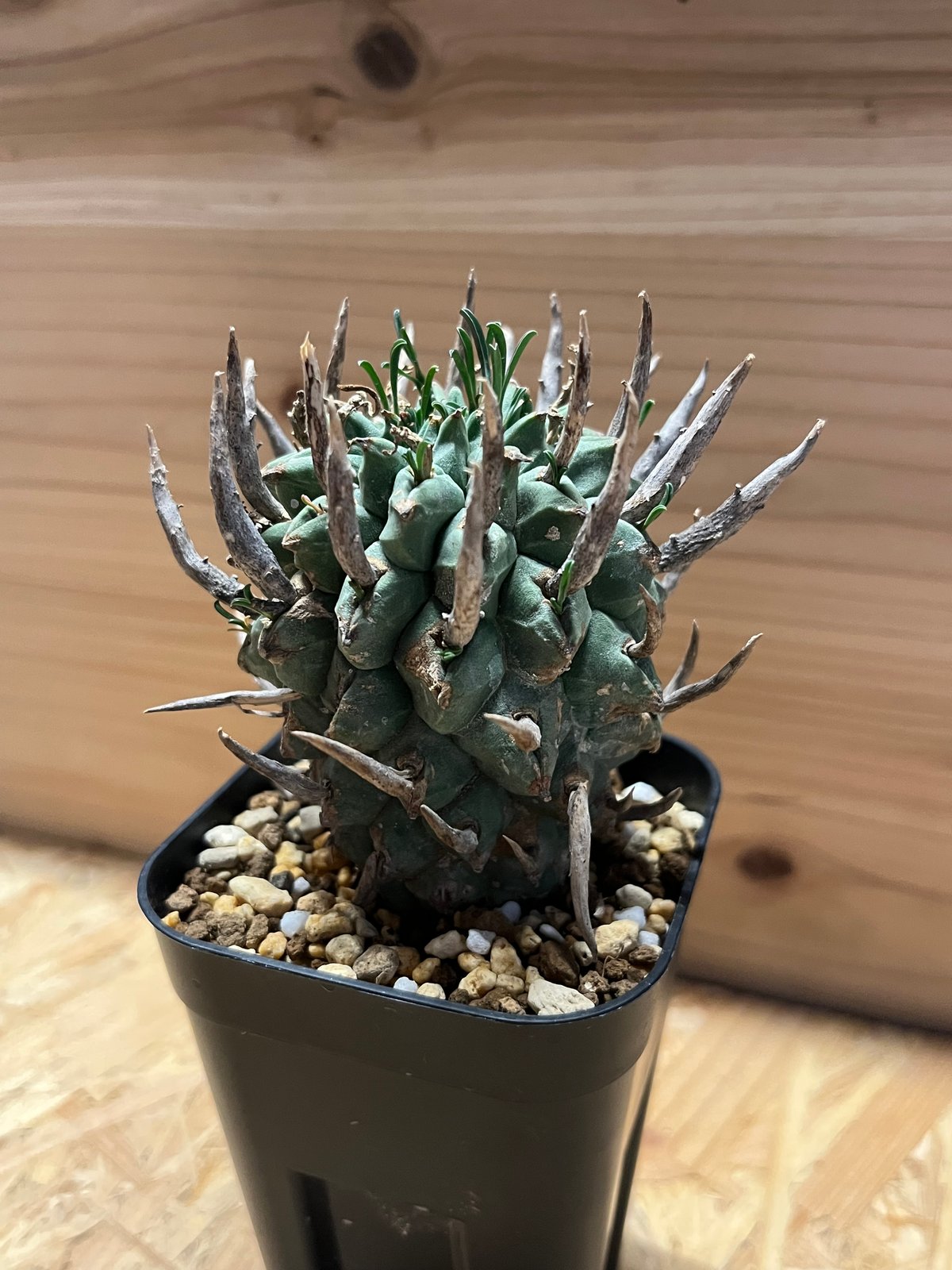 ユーフォルビア スエコランディ 闘牛角 | GREEN LUCK