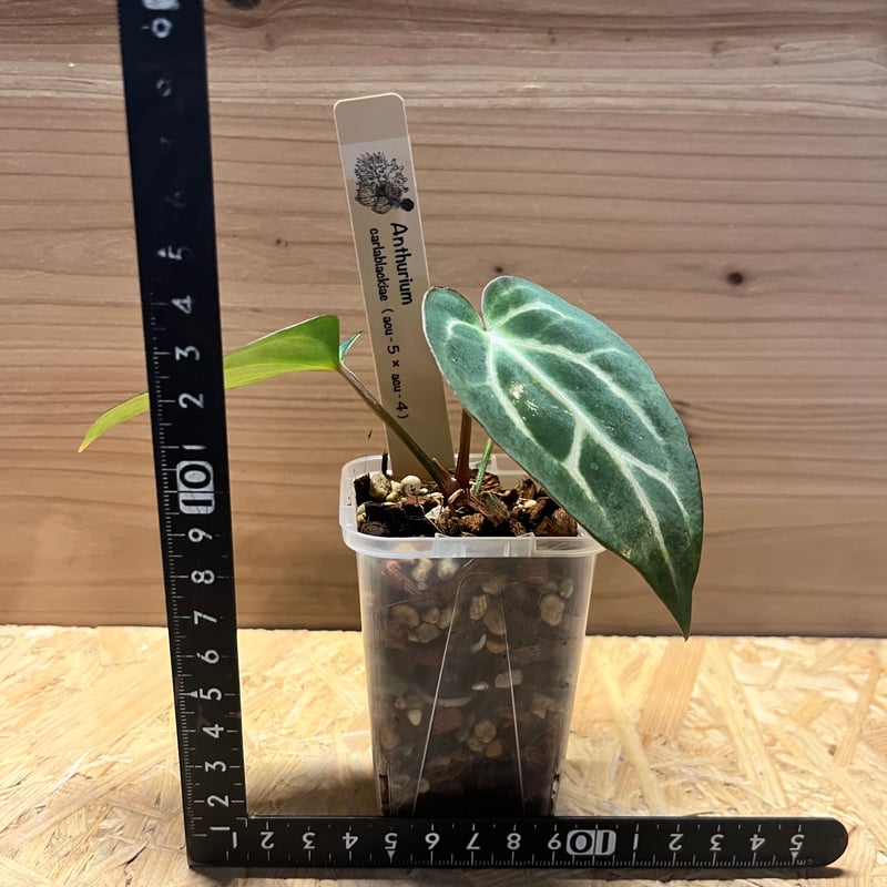 アンスリウム カーラブラッキー ナロー | GREEN LUCK