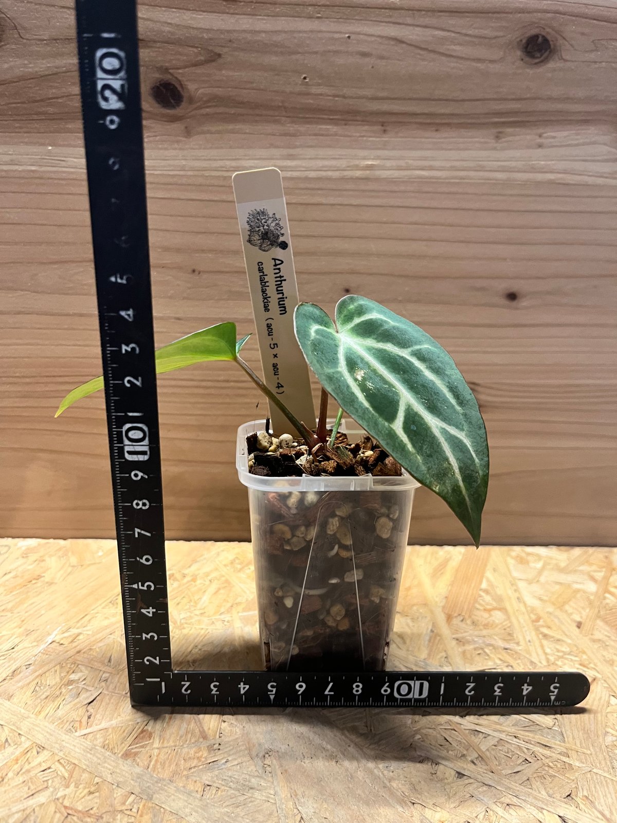 アンスリウム カーラブラッキー ナロー | GREEN LUCK