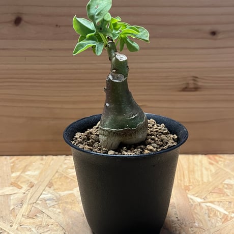 アデニアグラウカ塊根植物名札付き