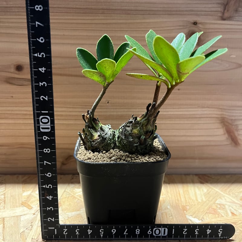 c*n様 ザミアフルフラセア（メキシコソテツ）厳選品　8寸 ザミア フルフラセア （メキシコソテツ） | retes online shop