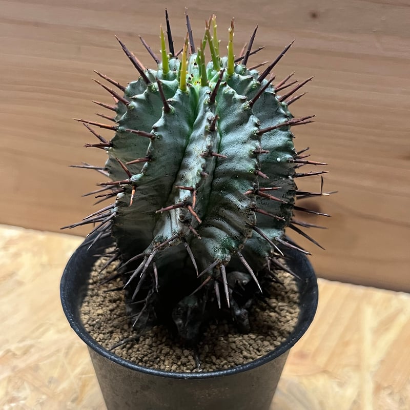 ユーフォルビア ホリダ | GREEN LUCK