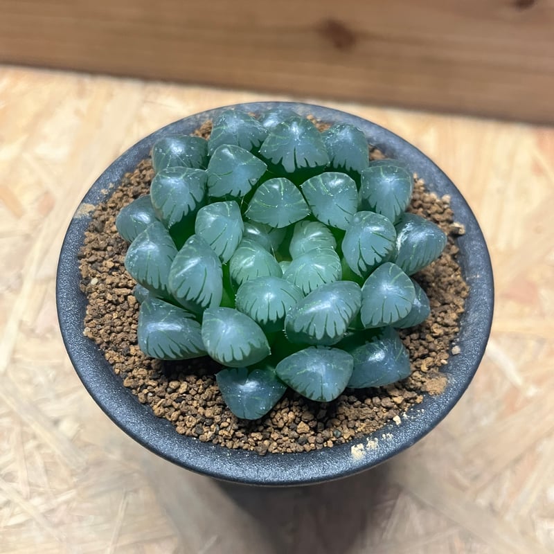 ハオルチア OB-1 | GREEN LUCK