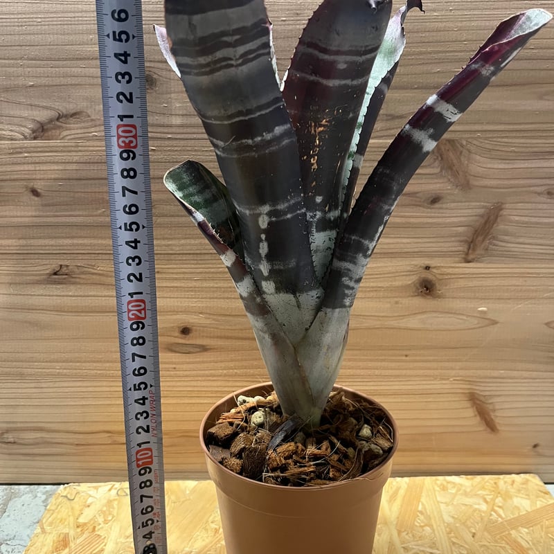 エクメア オットー | GREEN LUCK