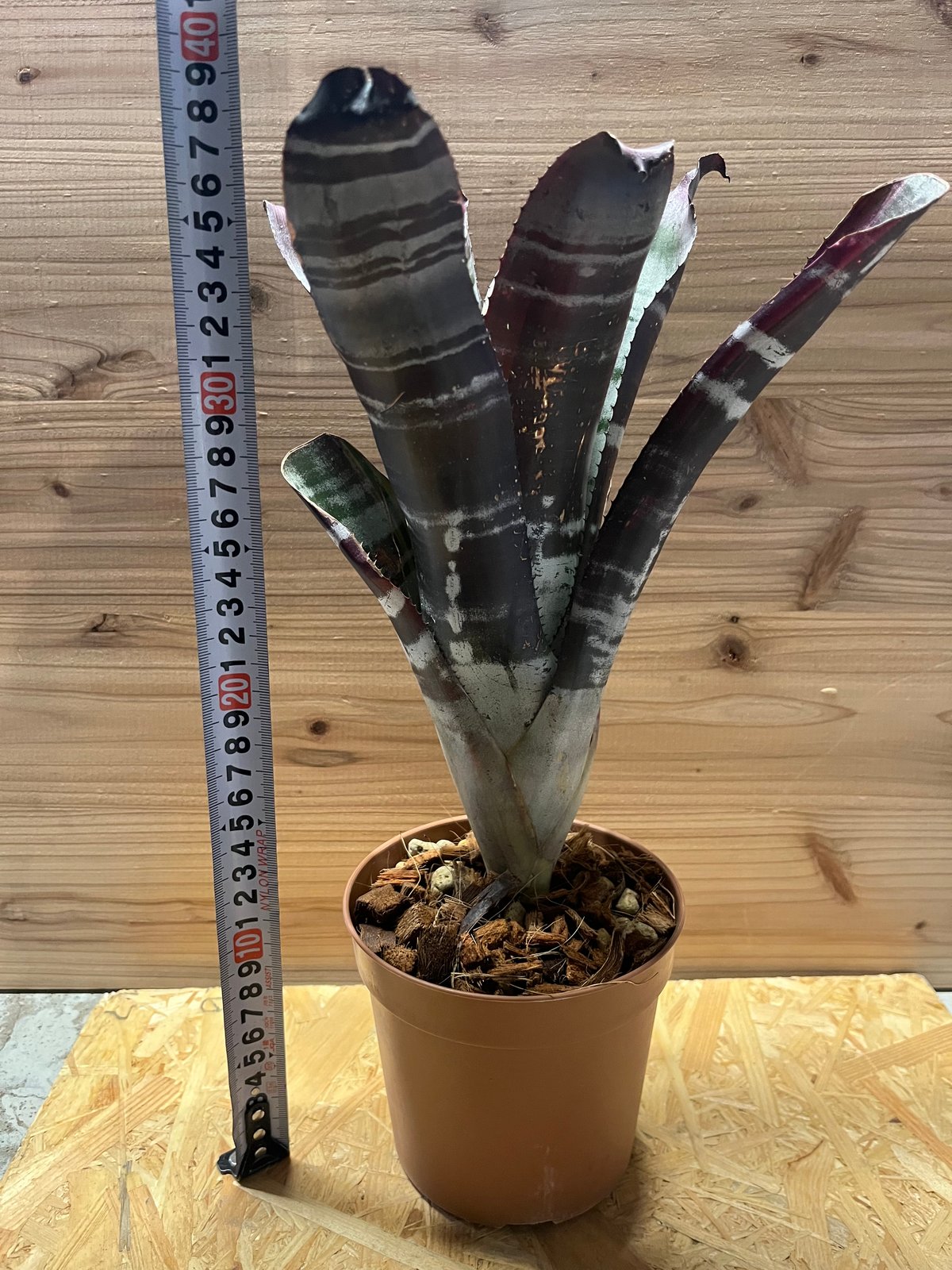 エクメア　オットー fit=scale-down,w=1200