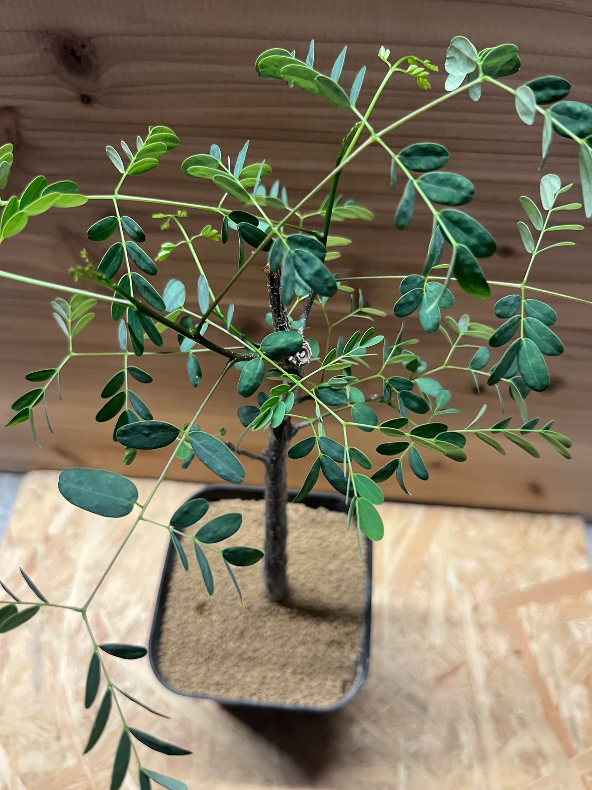 デロニクス プミラ | GREEN LUCK