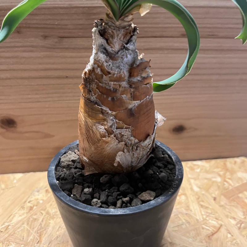 ブーファン ディスティチャ | GREEN LUCK