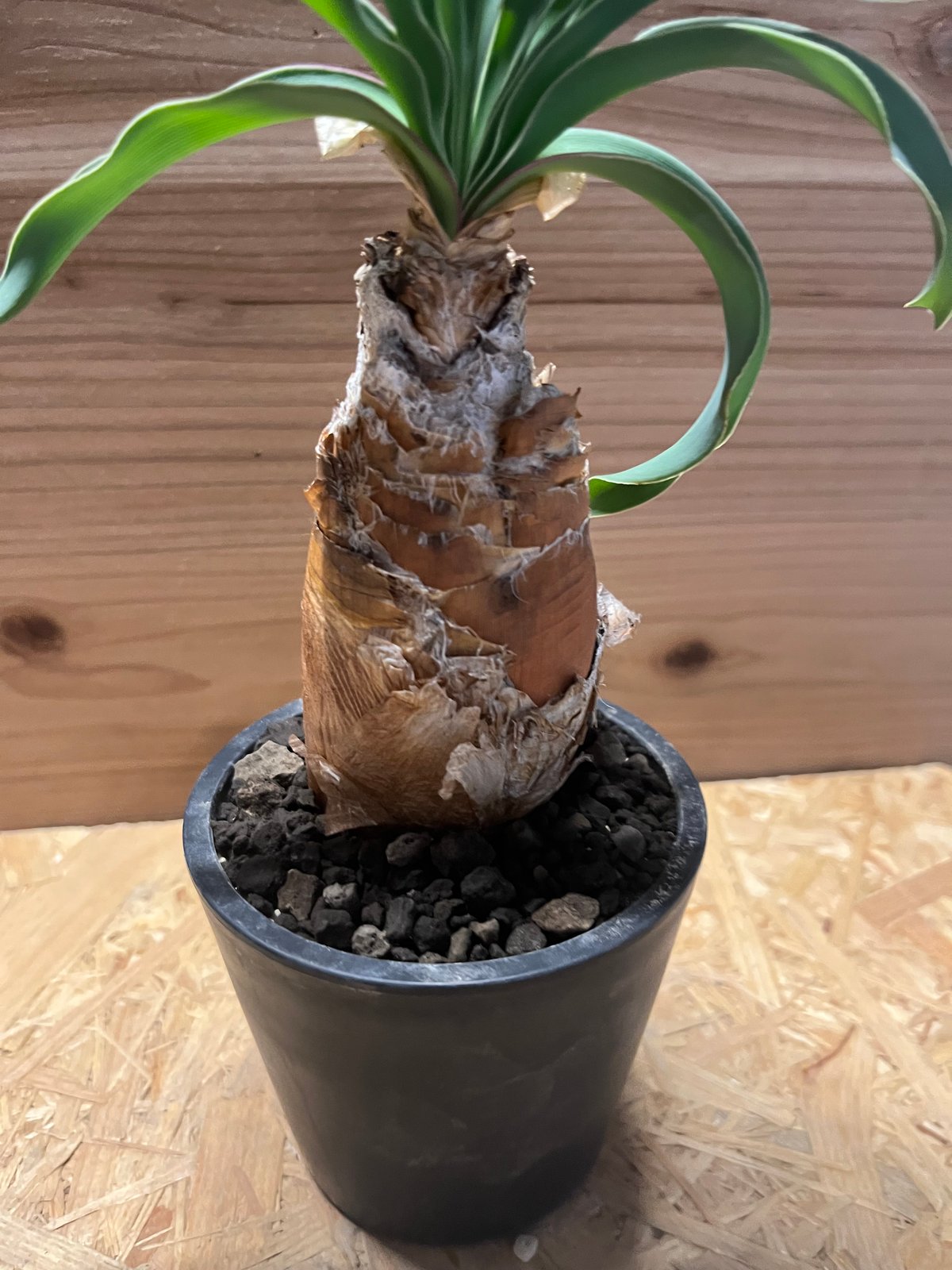 ブーファン ディスティチャ | GREEN LUCK