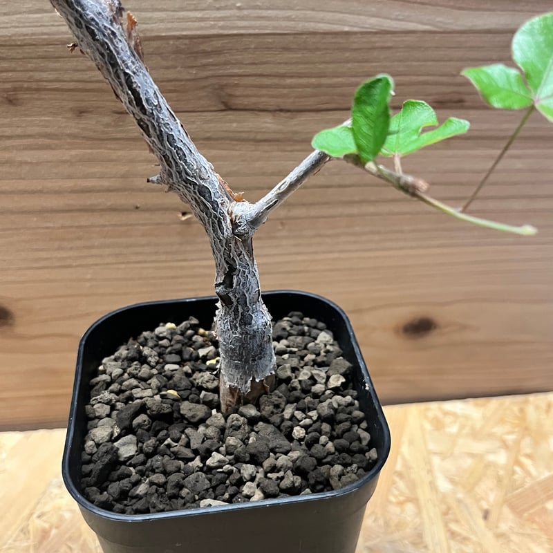 コミフォラ オルビクラリス | GREEN LUCK