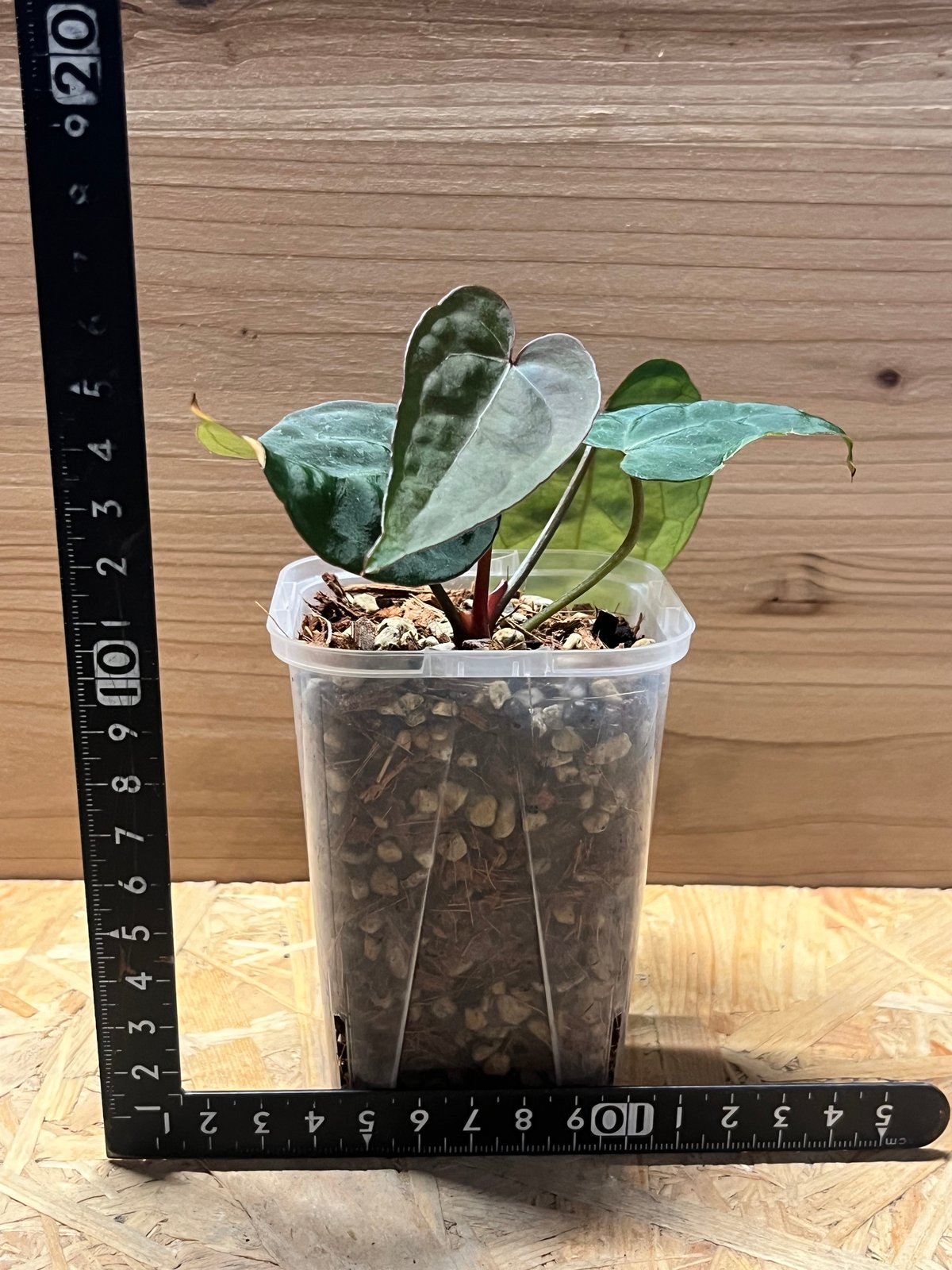 AnthuriumAOSアンスリウムエースオブスペード③ 希少】Anthurium Ace of Spades / アンスリウム エース オブ スペード