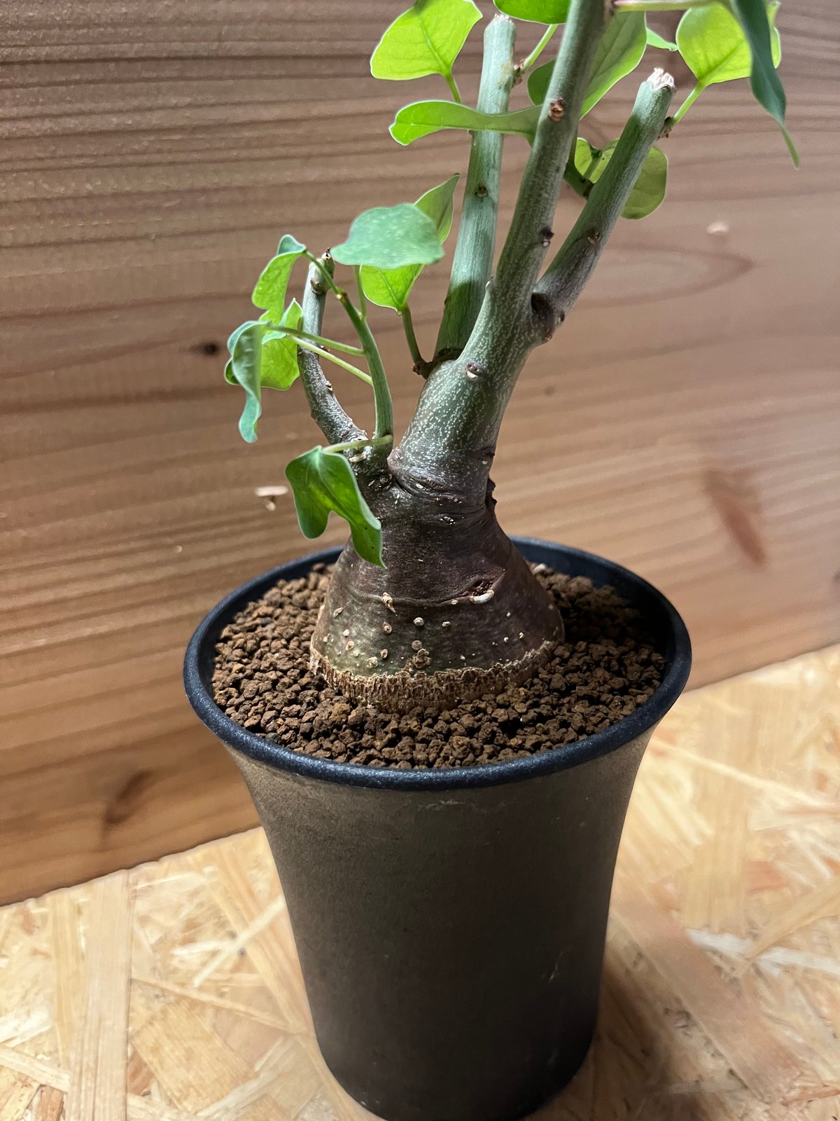 アデニア スピノーサ | GREEN LUCK