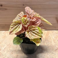 アンスリウム ポーティラエ NSE | GREEN LUCK