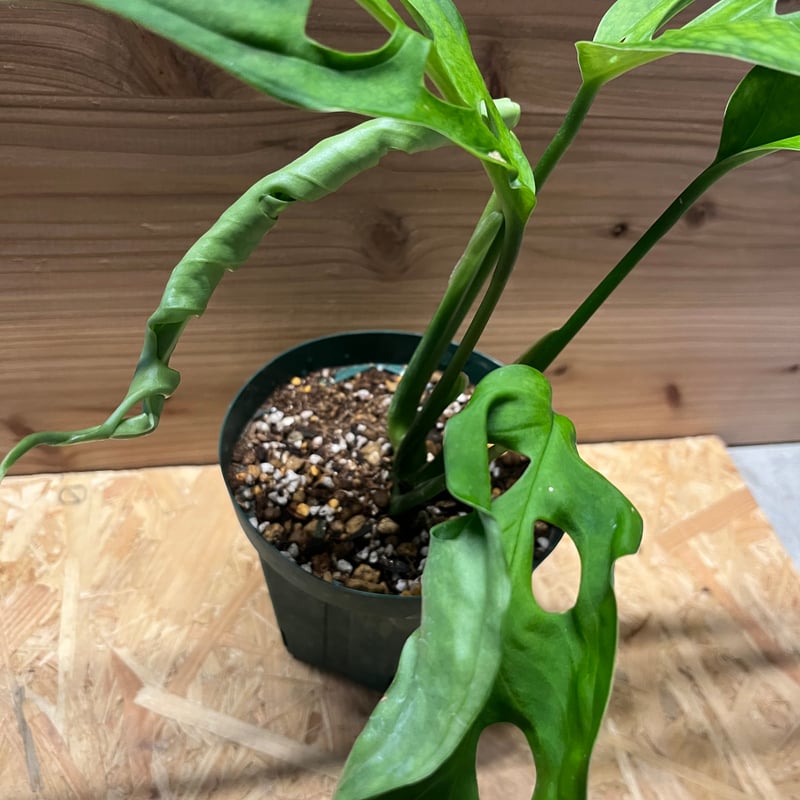 モンステラ　エスケレート ザ・ファームセレクト]モンステラ エスケレート 5号 の通販