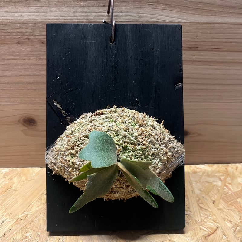 ビカクシダ ウィリンキー ナノ | GREEN LUCK