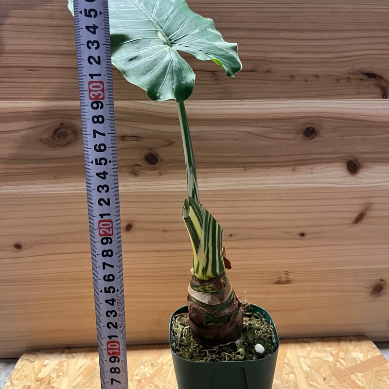 斑入りクワズイモ アロカシア オドラ オキナワシルバー | GREEN LUCK