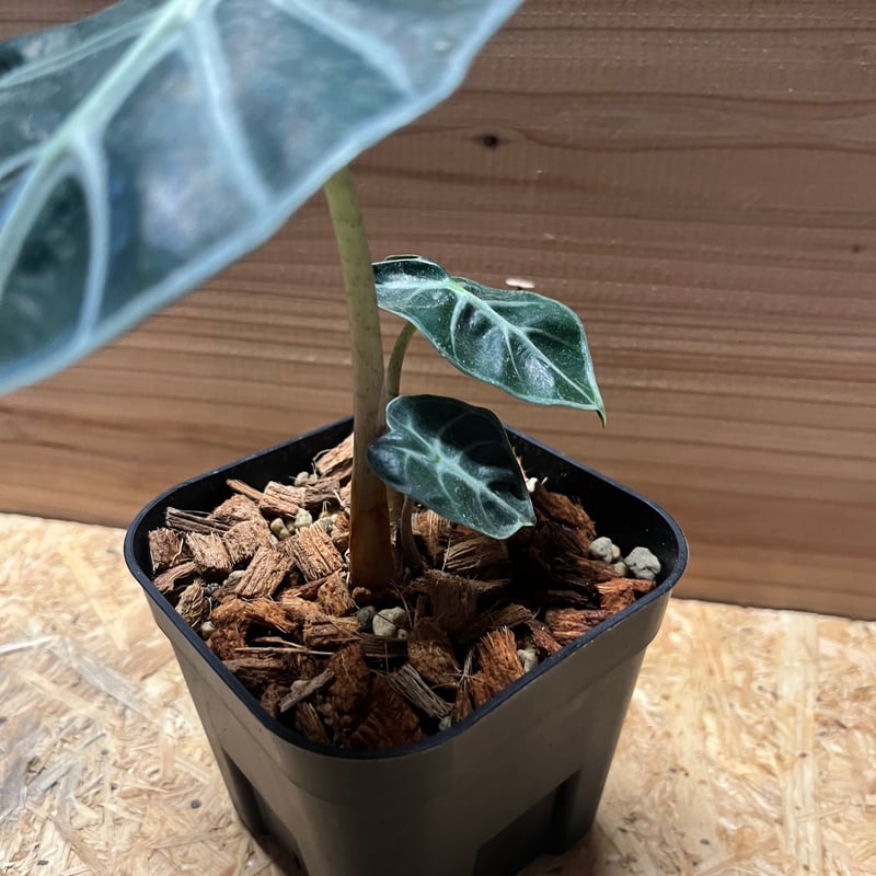 アロカシア ベイビー | GREEN LUCK