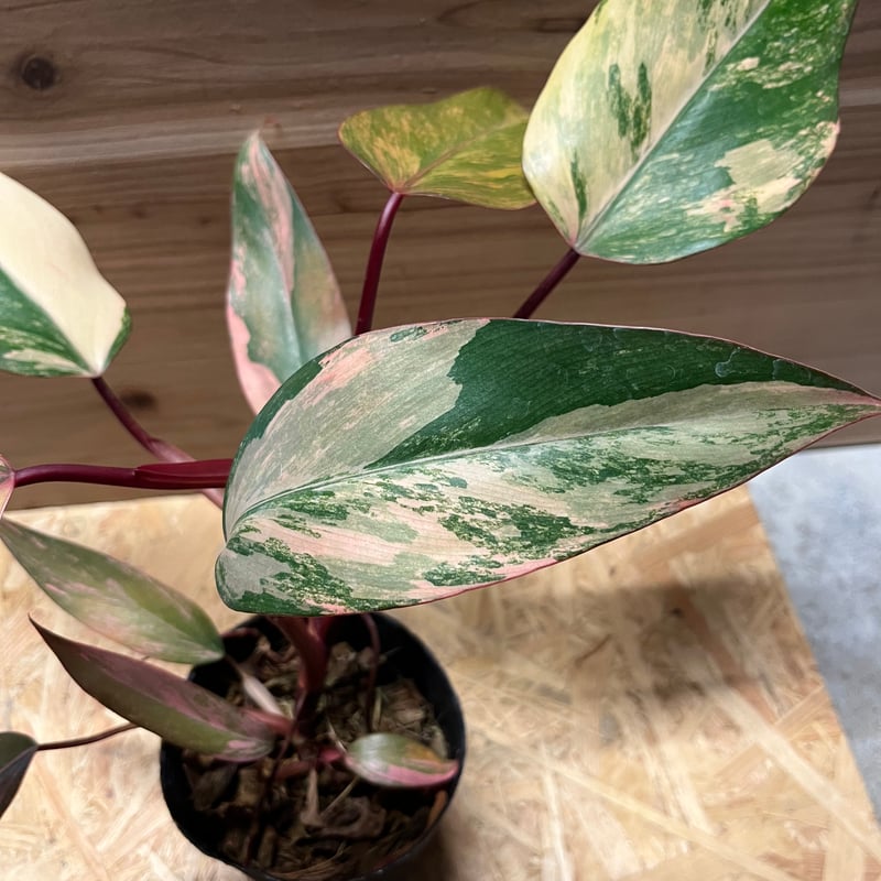 フィロデンドロン ストロベリーシェイク | GREEN LUCK