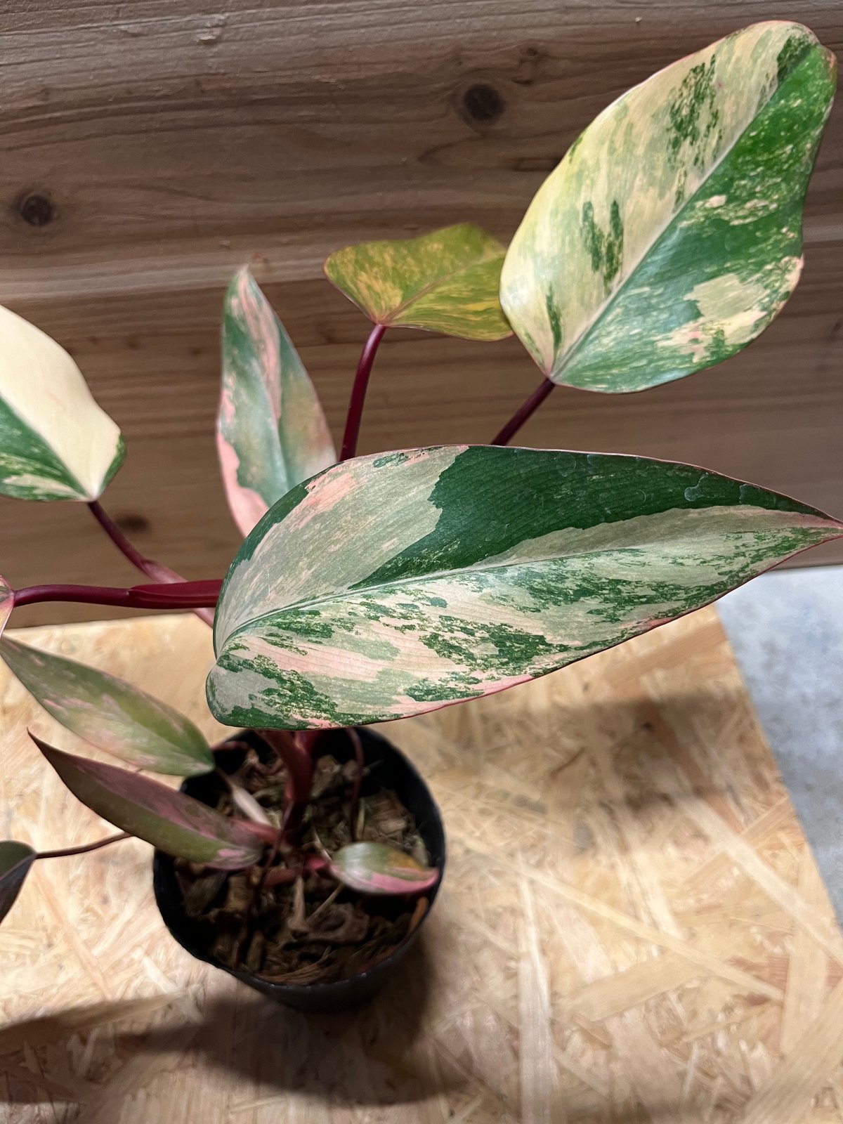 フィロデンドロン ストロベリーシェイク | GREEN LUCK